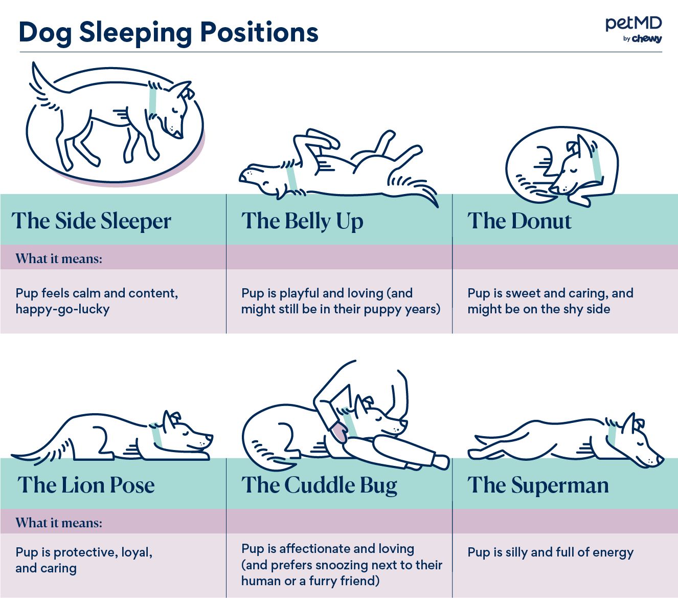 6 Dog Sleeping Positions and What They Mean PetMD